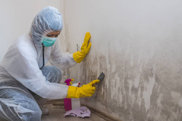 Environmental Consulting for Mold Prevention in Calhoun Falls, SC